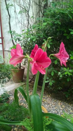 Palermo Viejo Bed & Breakfast